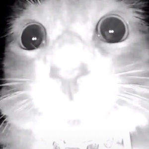 Meet your Posher, Brook